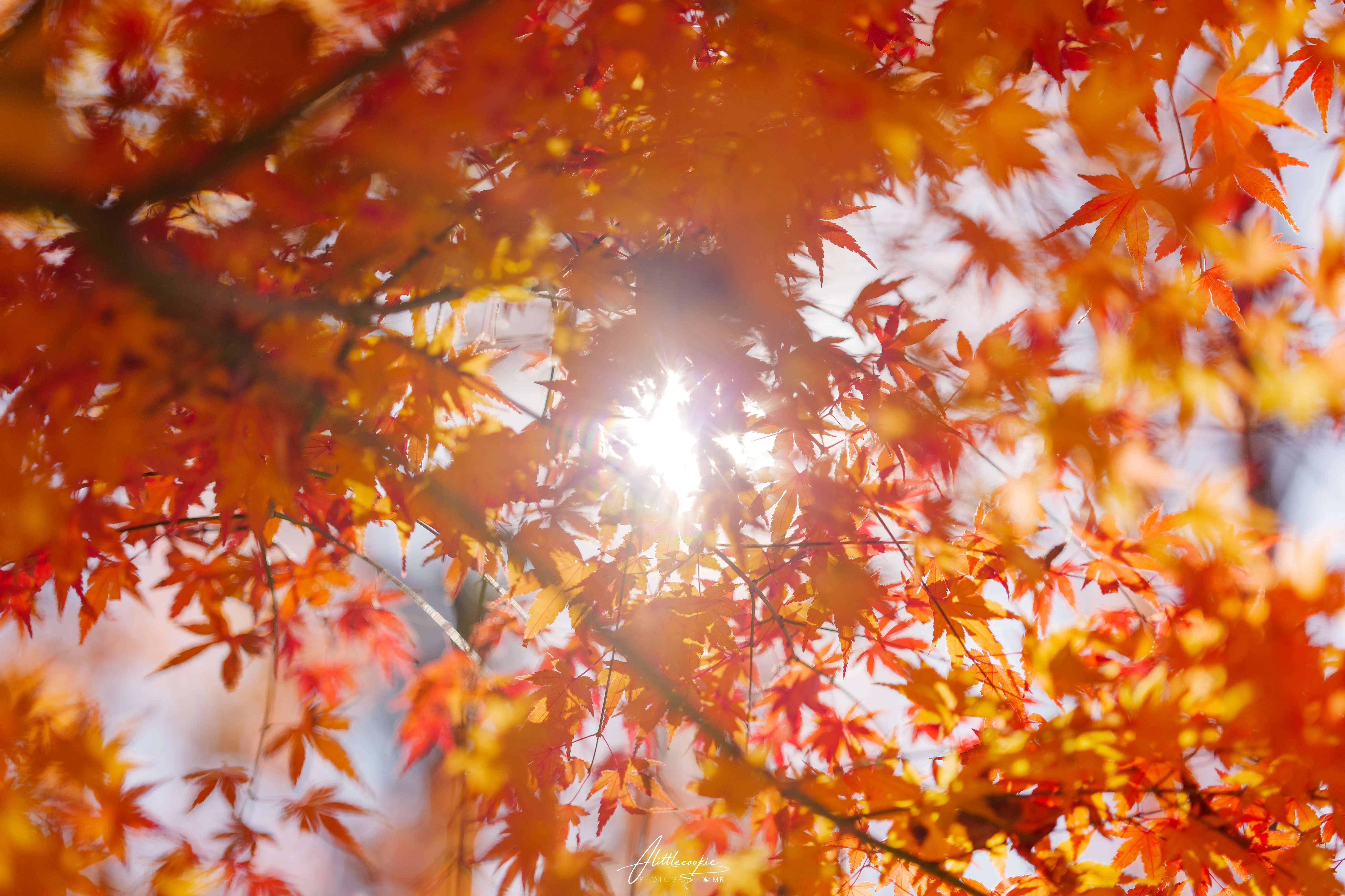 人间忽晚 山河已秋