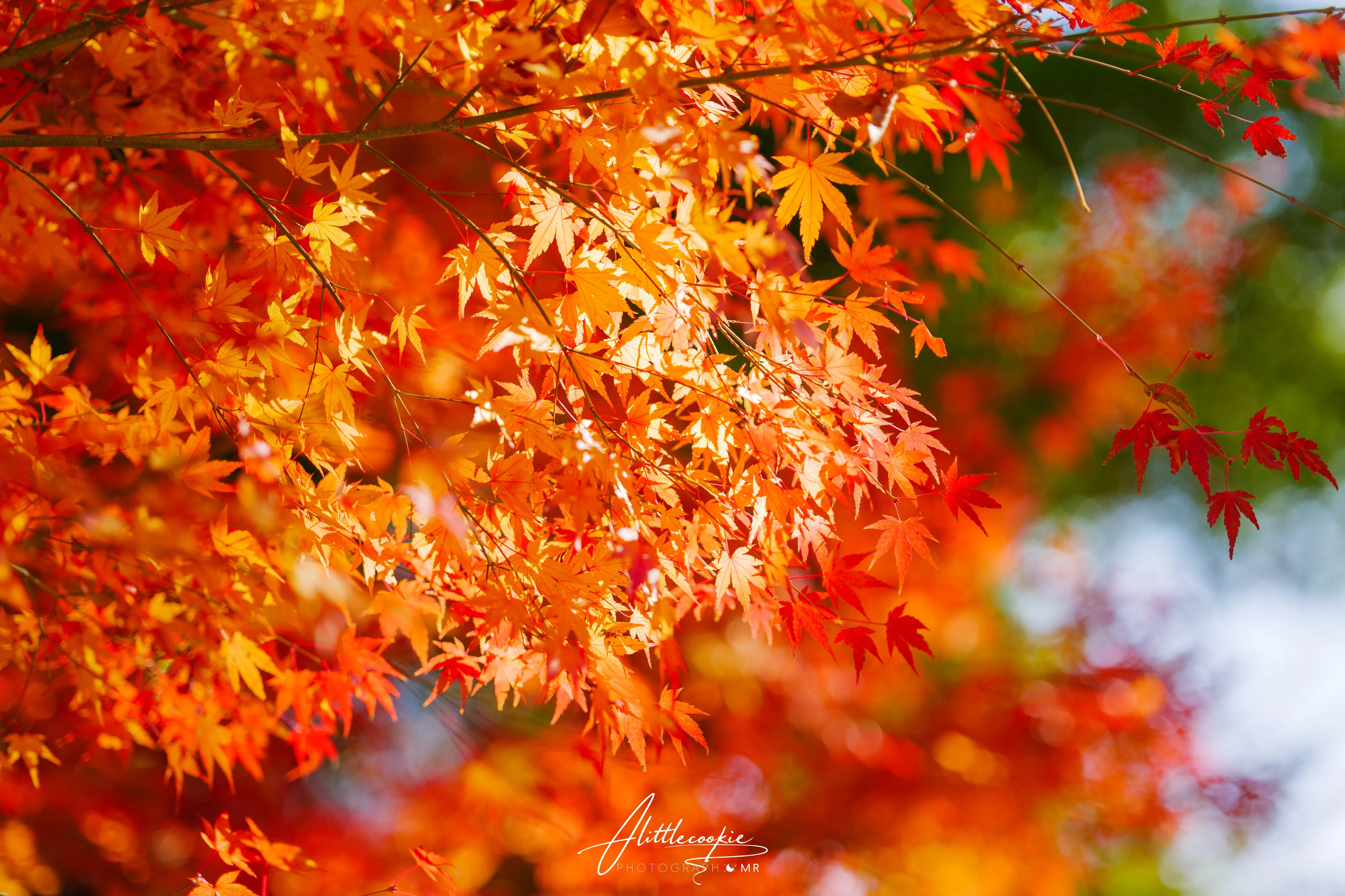 人间忽晚 山河已秋