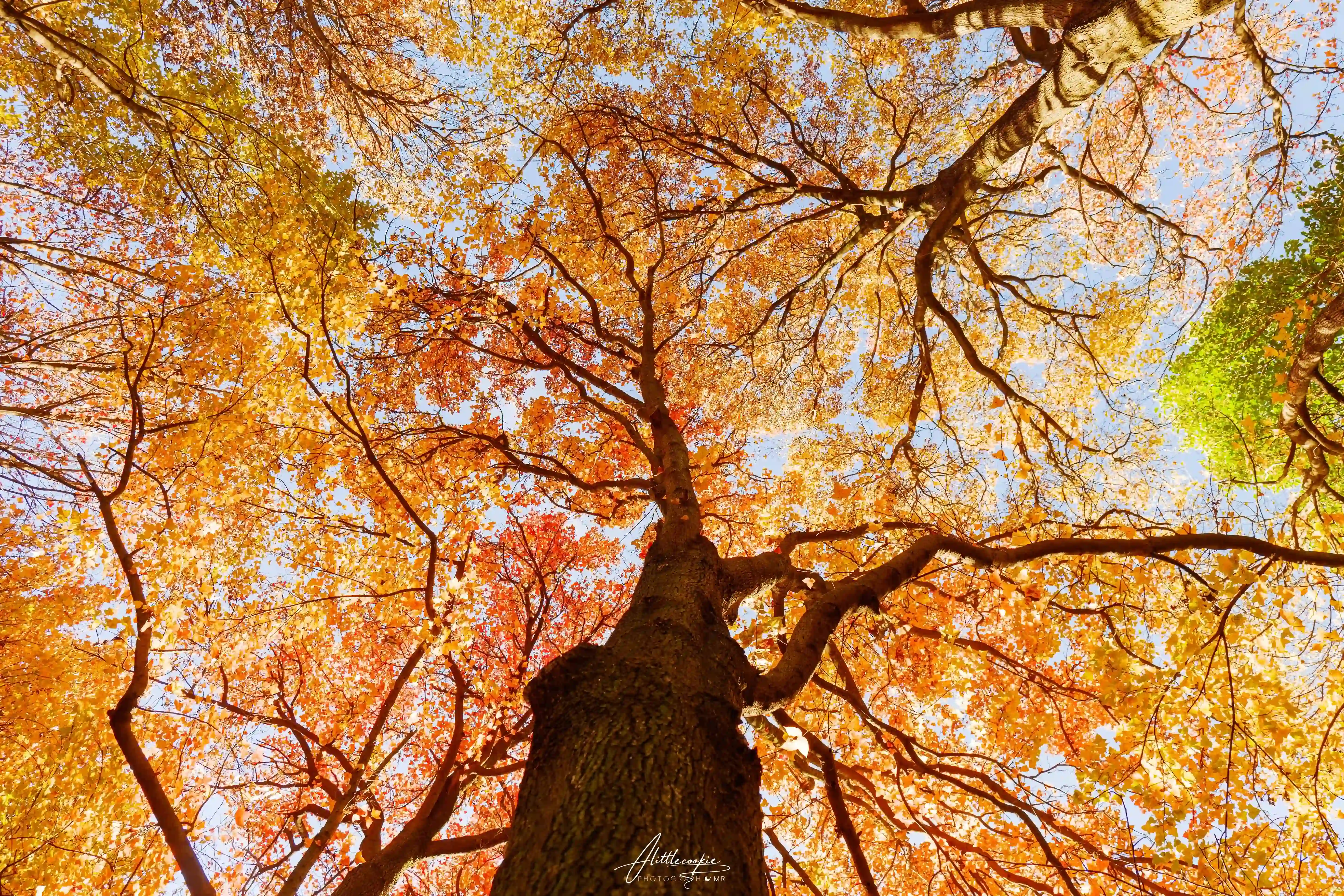 人间忽晚 山河已秋