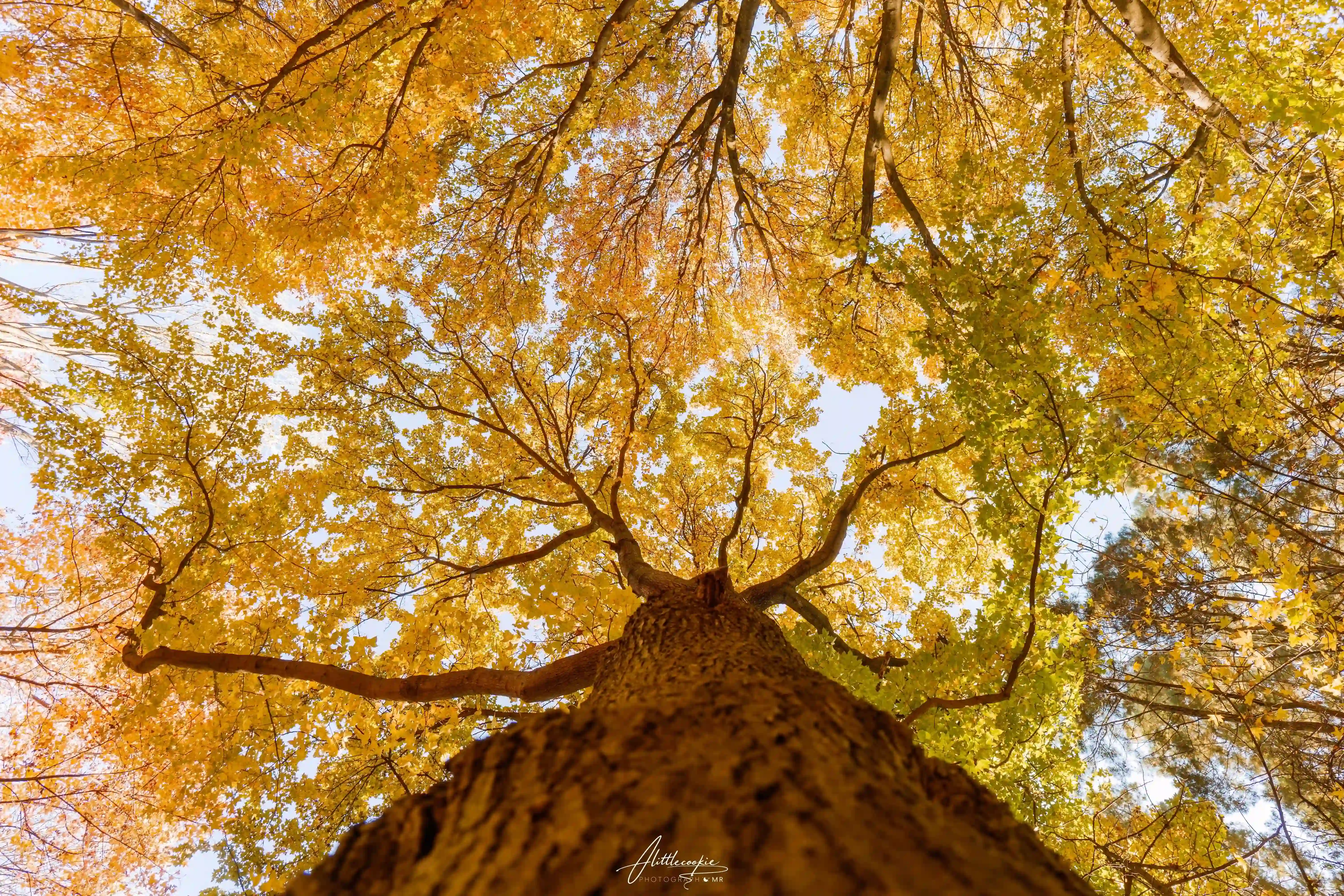 人间忽晚 山河已秋