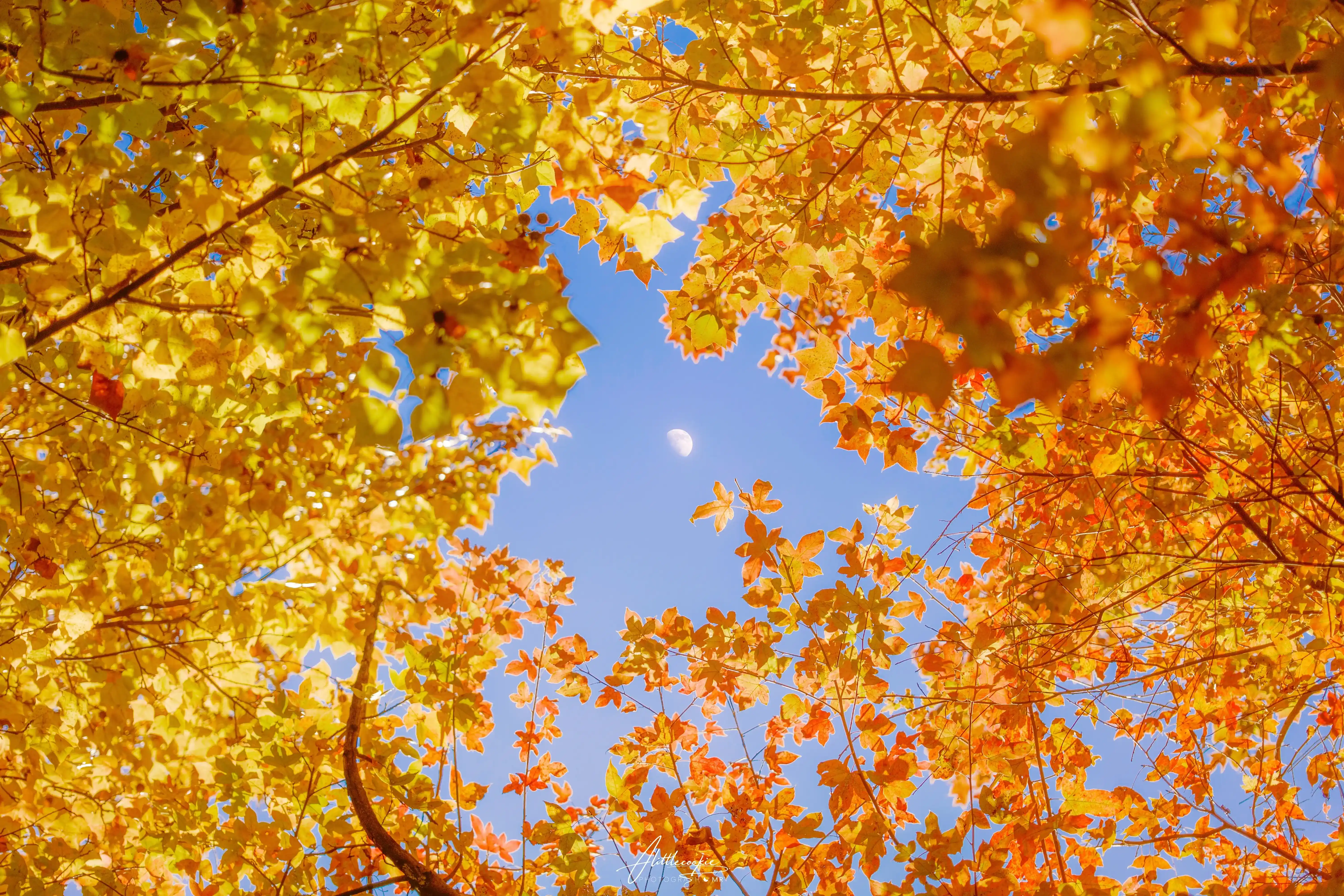 人间忽晚 山河已秋